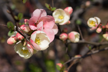 Fototapeta na wymiar Japanese quince