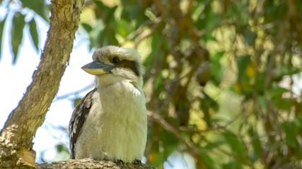 Kookaburra kingfisher bird with large bill