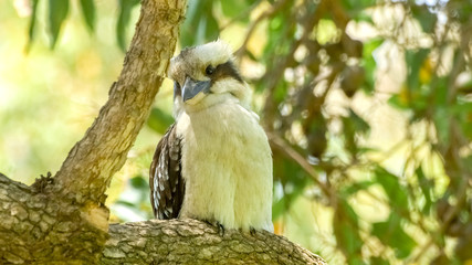 Laughing kookaburra birdlife sitting peacefully on tree