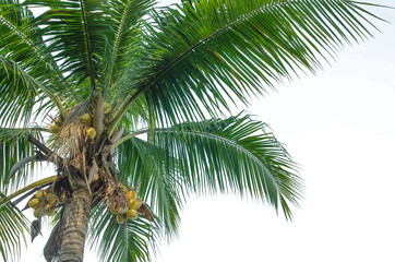 coconut tree on white background