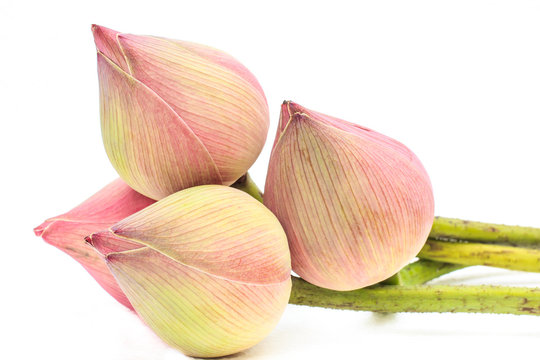Fototapeta Pink budding lotus flowers isolated on white background