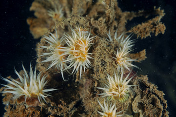 White-striped anemones Anthothoe albocincta on a piece of garbage covered with silt.