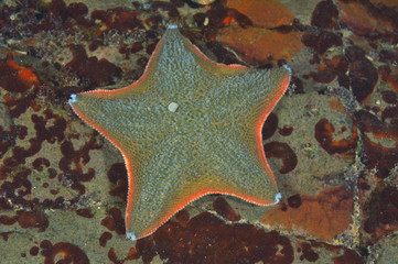 Cushion sea star Patiriella regularis on rock partially covered with rusty-brown algae.