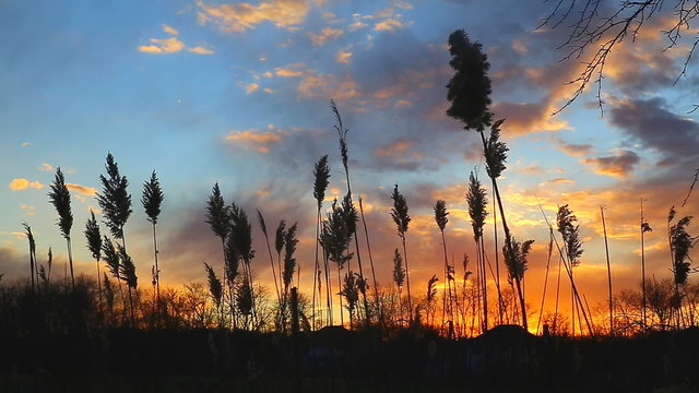 The bulrushes against sunlight over sky background in sunset with a flighting 