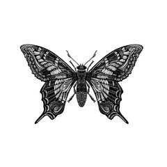 Amazing fly butterfly. 