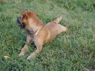 Бордер терьер отдыхает на траве после игры