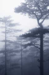Fototapeta na wymiar Foggy forest landscape