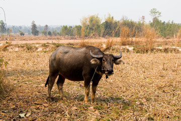 Buffalo, Buffalo Thailand, animals,close up eye ,close up eye,nose