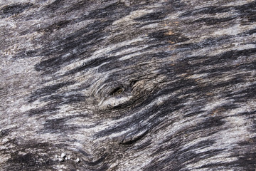 dry weathered old tree close