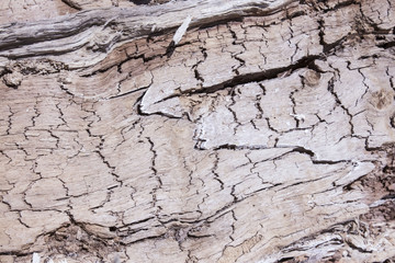 dull gray old tree close