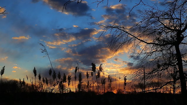 The bulrushes against sunlight over sky background in sunset with a flighting 