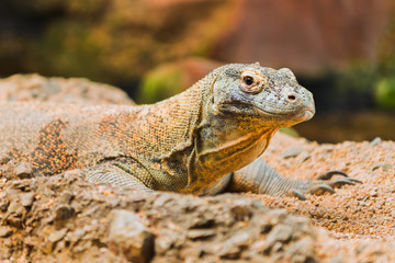 Komodo dragon