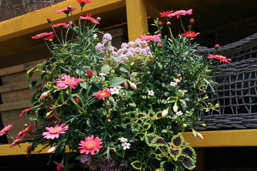 Naklejka premium 札幌百合が原公園の花達