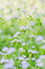Depth of field purple little iron weed at field grass,white flower grass with nature blur background