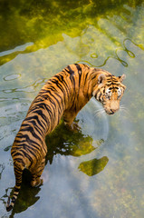 Tiger in Zoo Walking on Water.