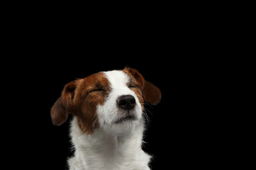 Closeup Portrait dreaming Jack Russell Terrier Dog with closed eyes