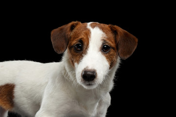 Closeup Portrait of look within Jack Russell Terrier Dog isolated