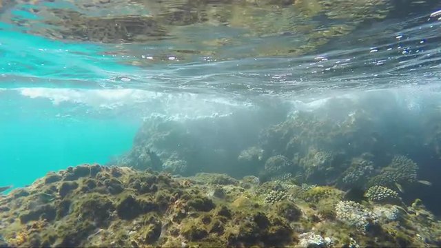 Exotic fish in the surf zone
