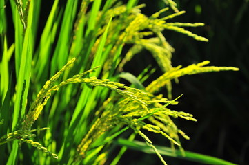 Rice Paddy Fields in Green Season