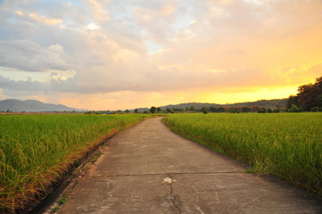 Rice Paddy Fields in Green Season