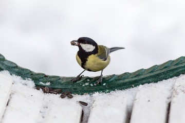 Tit on a bench
