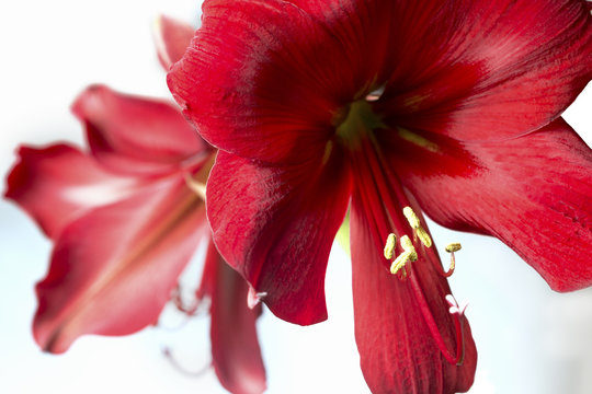 Fototapeta Big red exotic flower