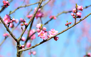 Obraz premium 桃の花