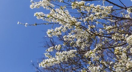 Blooming buds on the tree against the blue sky