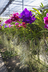 Bai Orchid and Butterfly Farm at Chiang Mai, Thailand