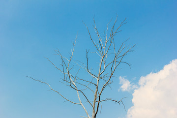 Obraz premium Dried tree with blue sky.