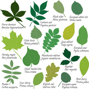 Leaves collection with names