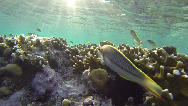Little motley parrotfish swims away at a reef in the Red Sea (1080p, 25 fps, GoPro 3 Black Edition)