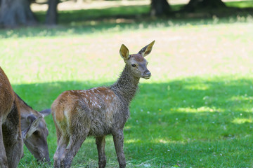 Naklejka na ściany i meble Little adorable fawn concentrated on forest sounds near its grazing mother deer