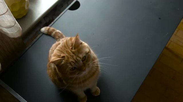 Cat Sitting on a Chair and Looking at the Camera