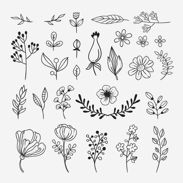 Hand sketched plants and flowers nature illustrations and vector design elements