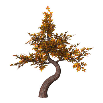 Bonsai Tree on White