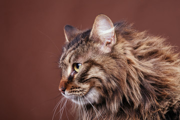 Maine coon cat on brown background