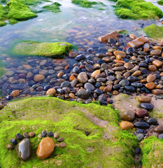 foot, pebble, seaweed, art, seaside