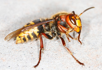 Obraz premium European hornet (Vespa crabro)