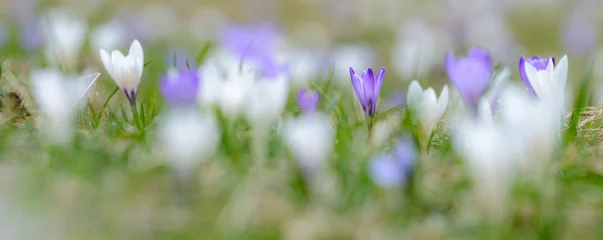 Wandcirkels Krokussen crocus field  © maxeva