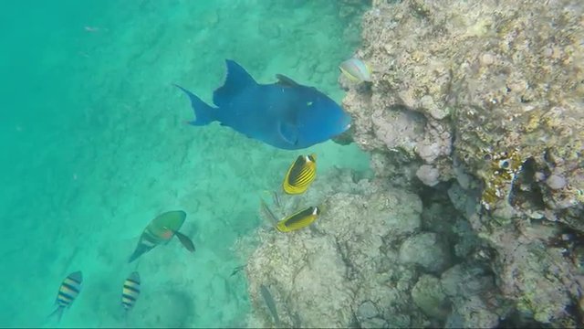 Giant Red Sea fish Blue-and-gold triggerfish