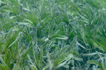 Sea grass, underwater image