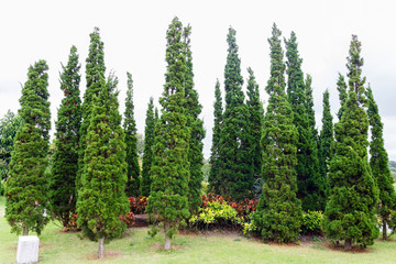 Group of pine tree.