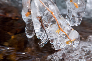 buds in icicles
