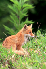 Fototapeta premium キタキツネ