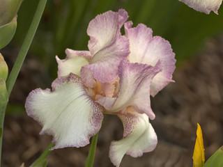Iris in grass