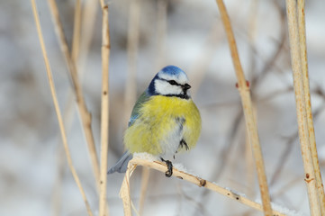 Perching Blue Tit in winter