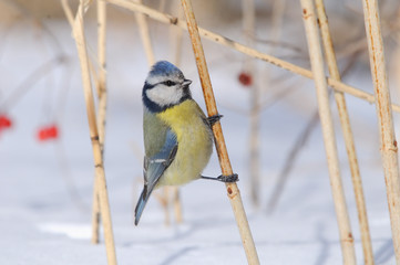 Perching Blue Tit in snowball bush
