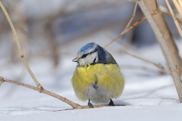 Perching Blue Tit in winter