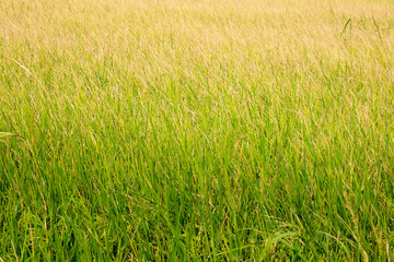 Green rice fields were turned into fields of golden grain.